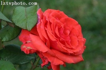 所寓堂後月季再生与远同赋