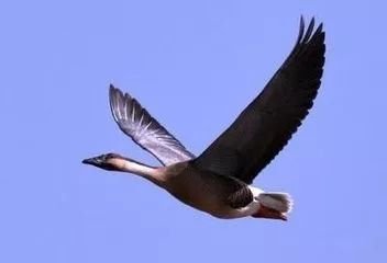 好事近·风扫暮云空