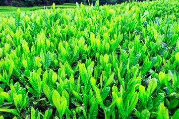 津梁寺采新茶与幕中诸公遍赏芳香尤异…四韵兼呈陆郎中