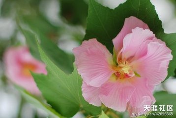 贺圣朝·千林脱落群芳息