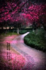 病中赏梅赠元晦老友