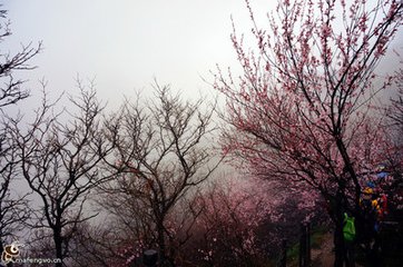 隔帘听歌