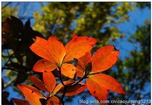 蝶恋花·残梦初回新睡足
