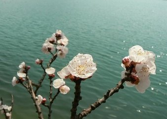 采桑子·中庭雨过春将尽