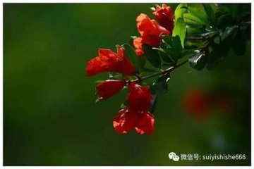 和石昌言学士官舍十题·病竹
