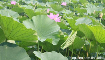 踏莎行·白云开残