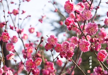 和子华过王师家见梅花盛开呈君实子骏兼简尧