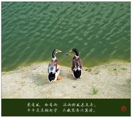 三鸳鸯篇