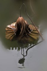赋得败荷