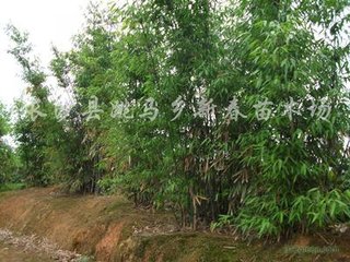 县署丛竹