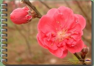 咏舞（一作杨希道诗）