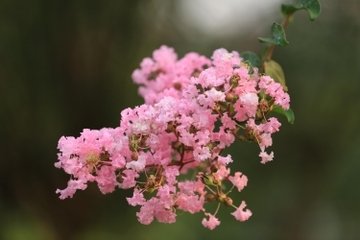 次韵孙温叟求芍药二首
