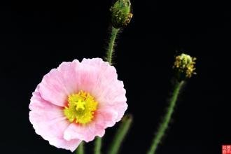 虞美人·淮阳堂上曾相对