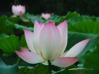 咏芙蓉诗