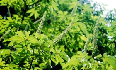 天师栗