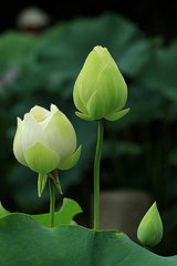渔家傲（夜饮木芙蓉下）