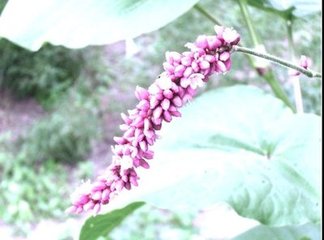 更漏子·蓼花繁