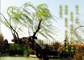 梧叶儿·山色投西去