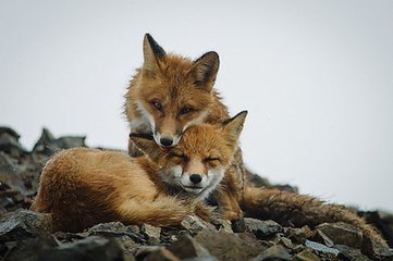 浣溪沙·草偃云低渐合围